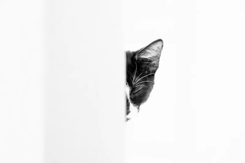 A cat peeks quietly around the edge of a white wall.