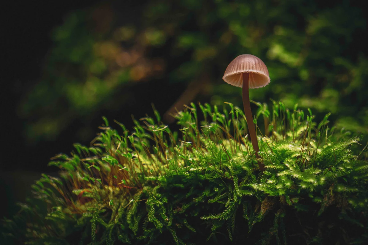 The original capture: a tiny brown mushroom stands in sunlit moss.